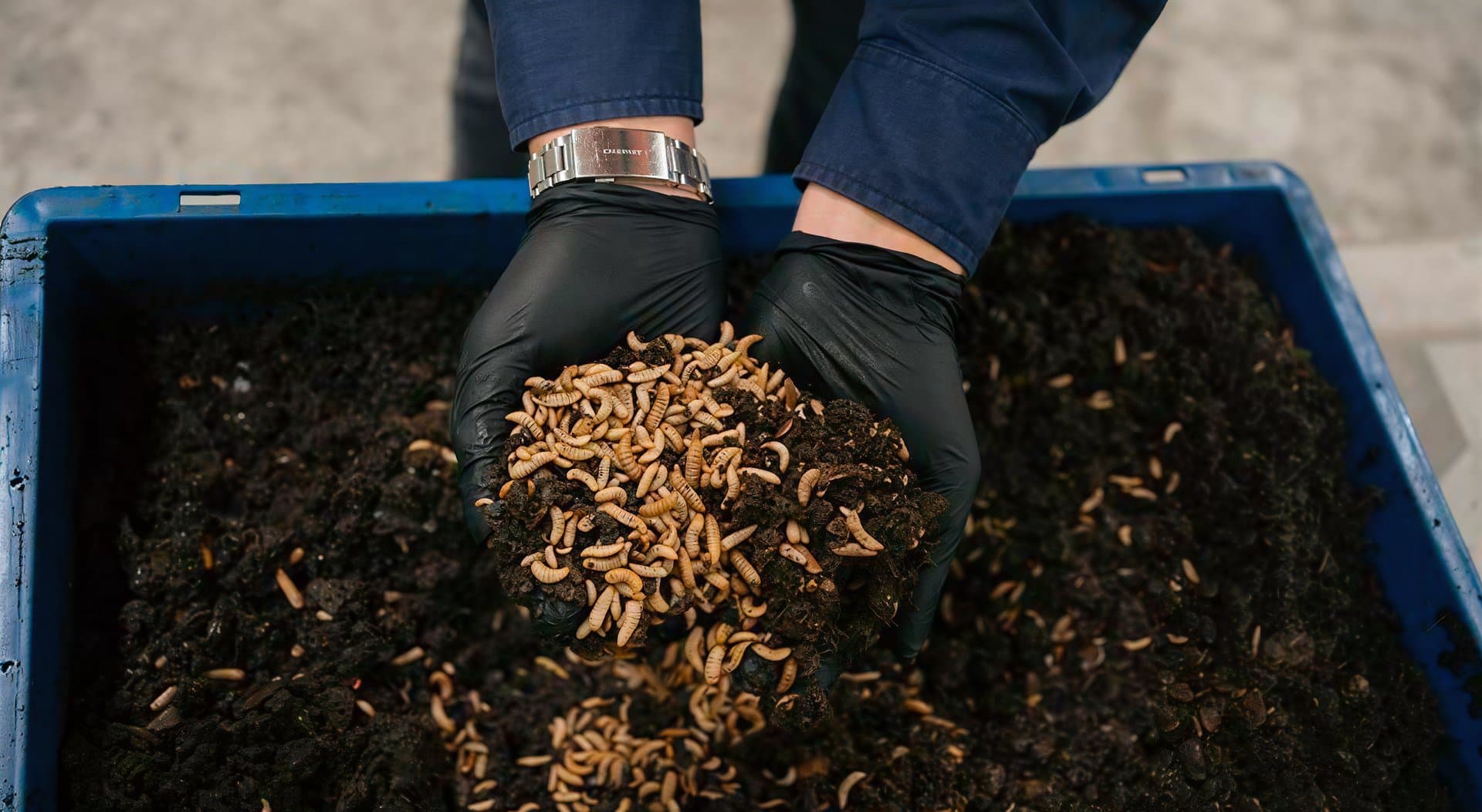 Black Soldier Fly (BSF) Pilot Project